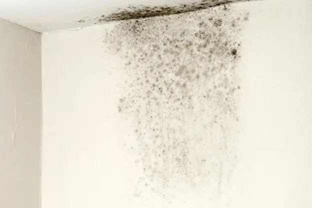 Can mold remediation be capitalized