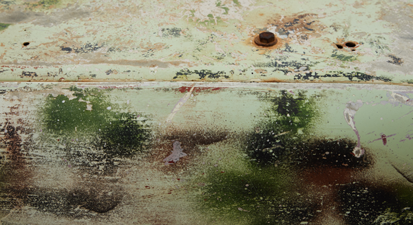 how many mold spores are dangerous