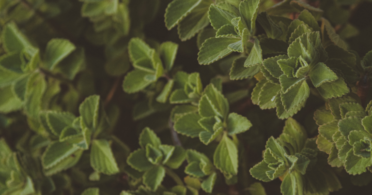Which cannabis has the highest THC