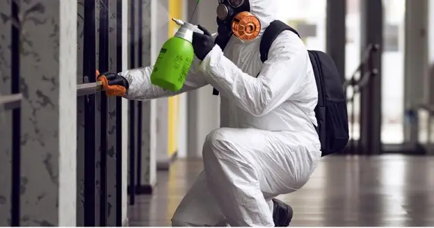 Mould Removal