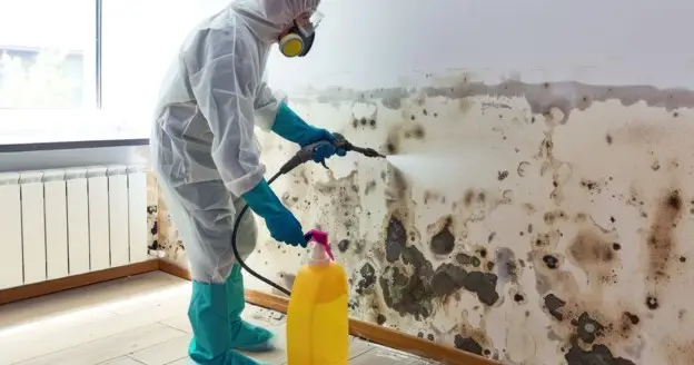 Mould Removal