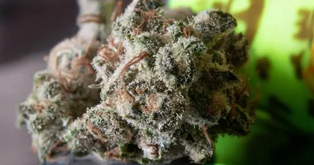 Which cannabis has the highest THC