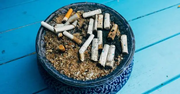 Which cannabis has the highest THC