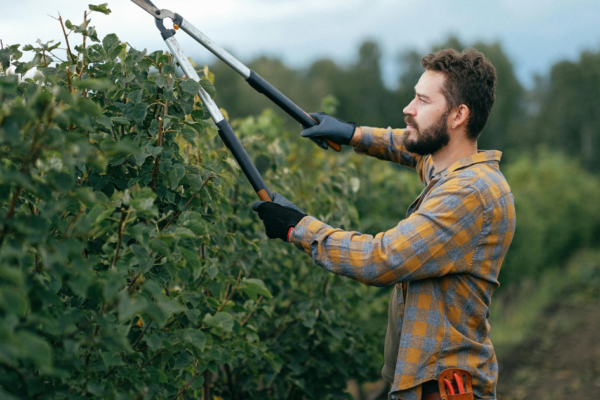 how to trim a tree properly