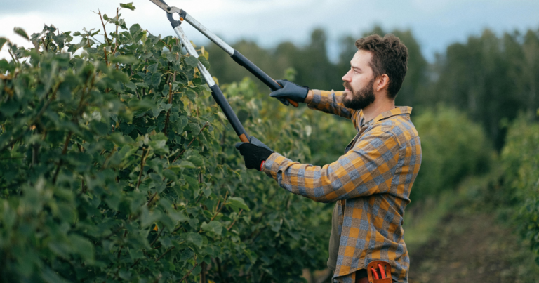 how to trim a tree properly