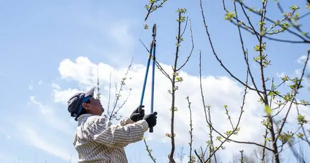 how to trim a tree properly