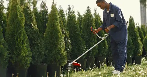 how to trim a tree properly