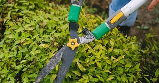 what is the difference between tree trimming and pruning