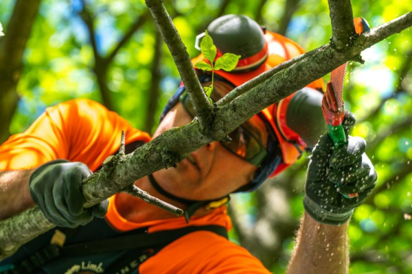 what is the difference between tree trimming and pruning