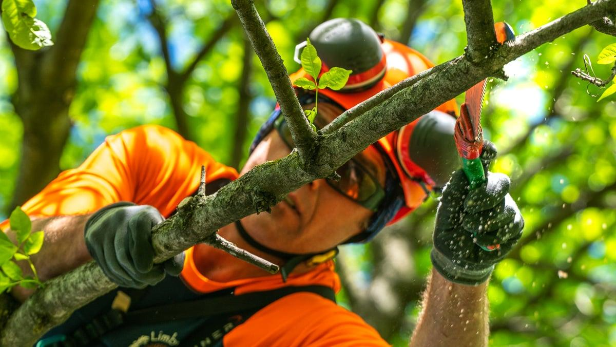 what is the difference between tree trimming and pruning